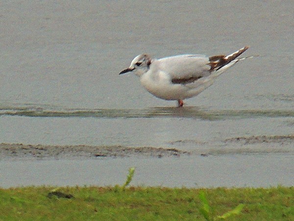 Little Gull - Guido Bennen