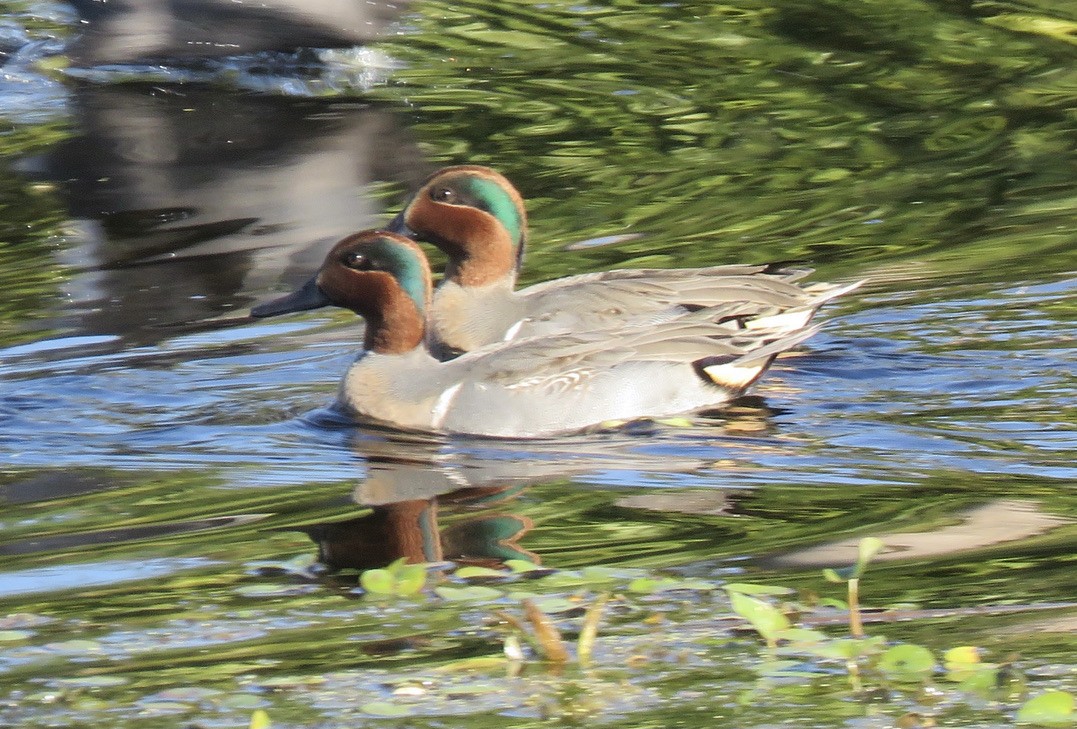 Green-winged Teal - ML511461241