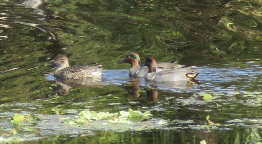 Green-winged Teal - ML511461401