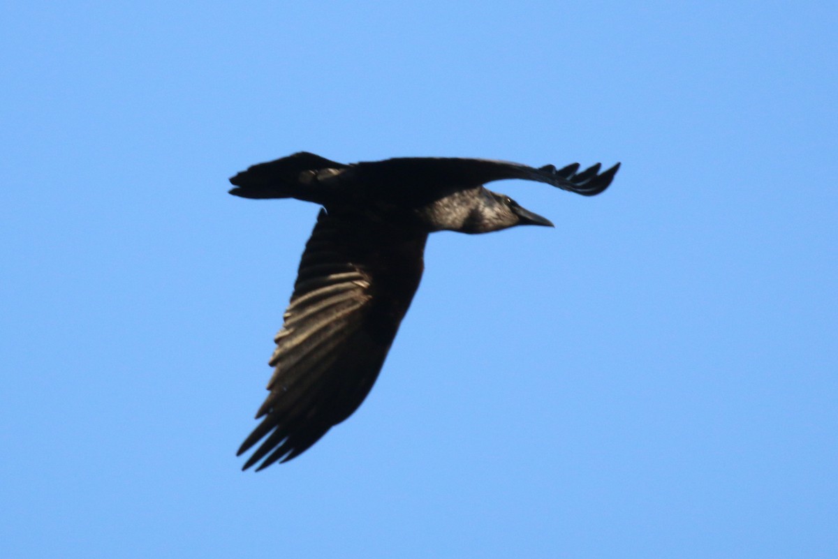 Common Raven - ML511462101