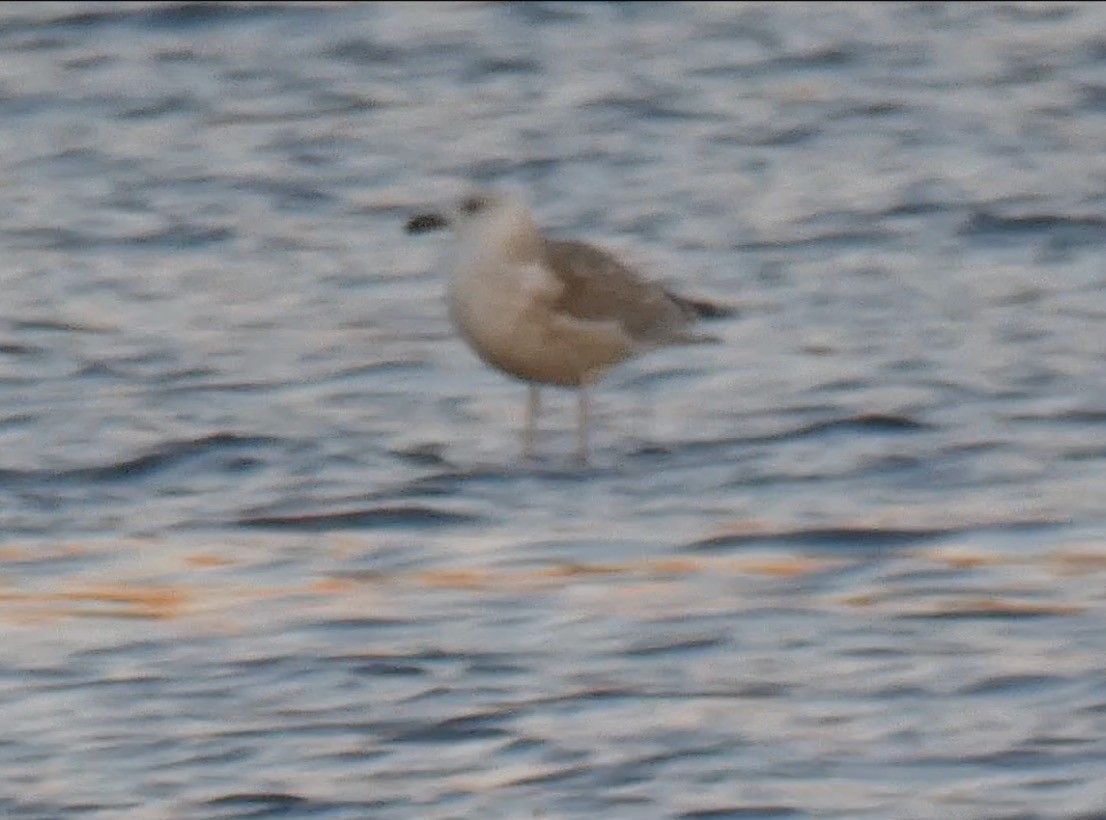 American Herring x Great Black-backed Gull (hybrid) - ML511462731