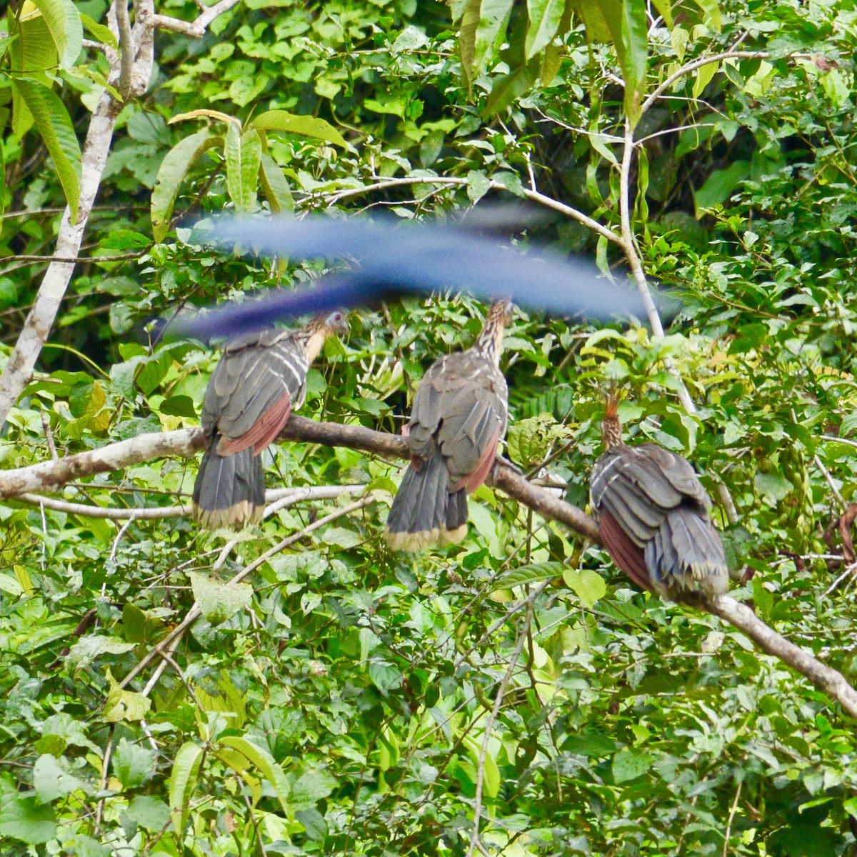 Blue-and-yellow Macaw - Luce Chamard