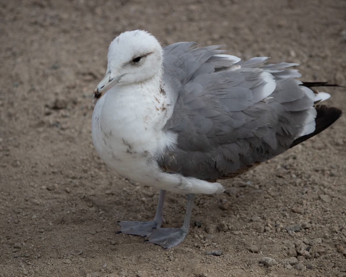 California Gull - Anirvan Mandal