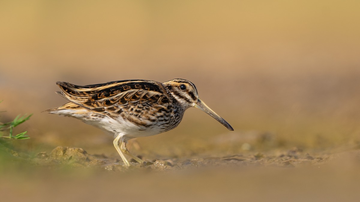 Jack Snipe - ML511465701