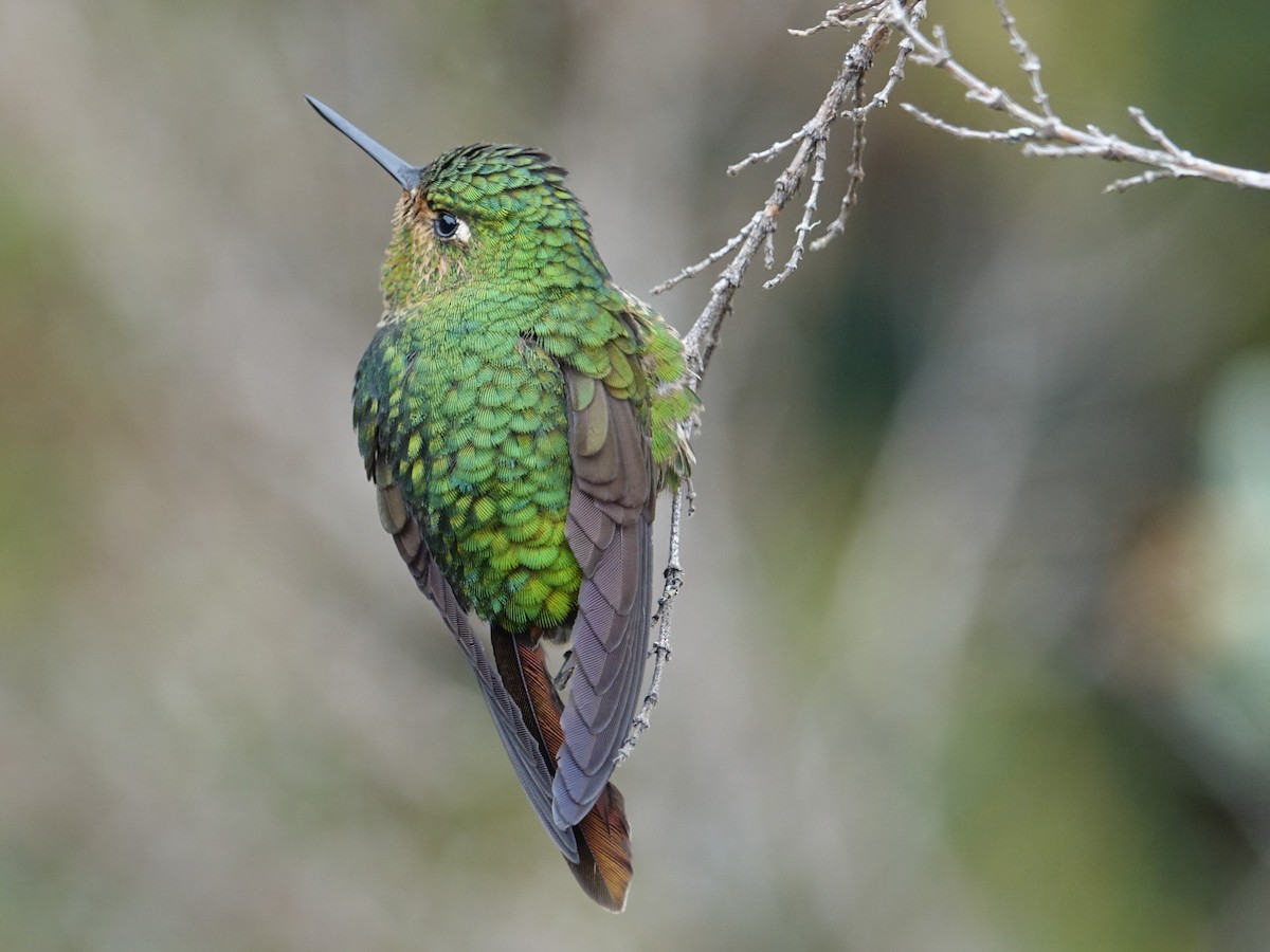 Tyrian Metaltail - Daniel Pacheco Osorio