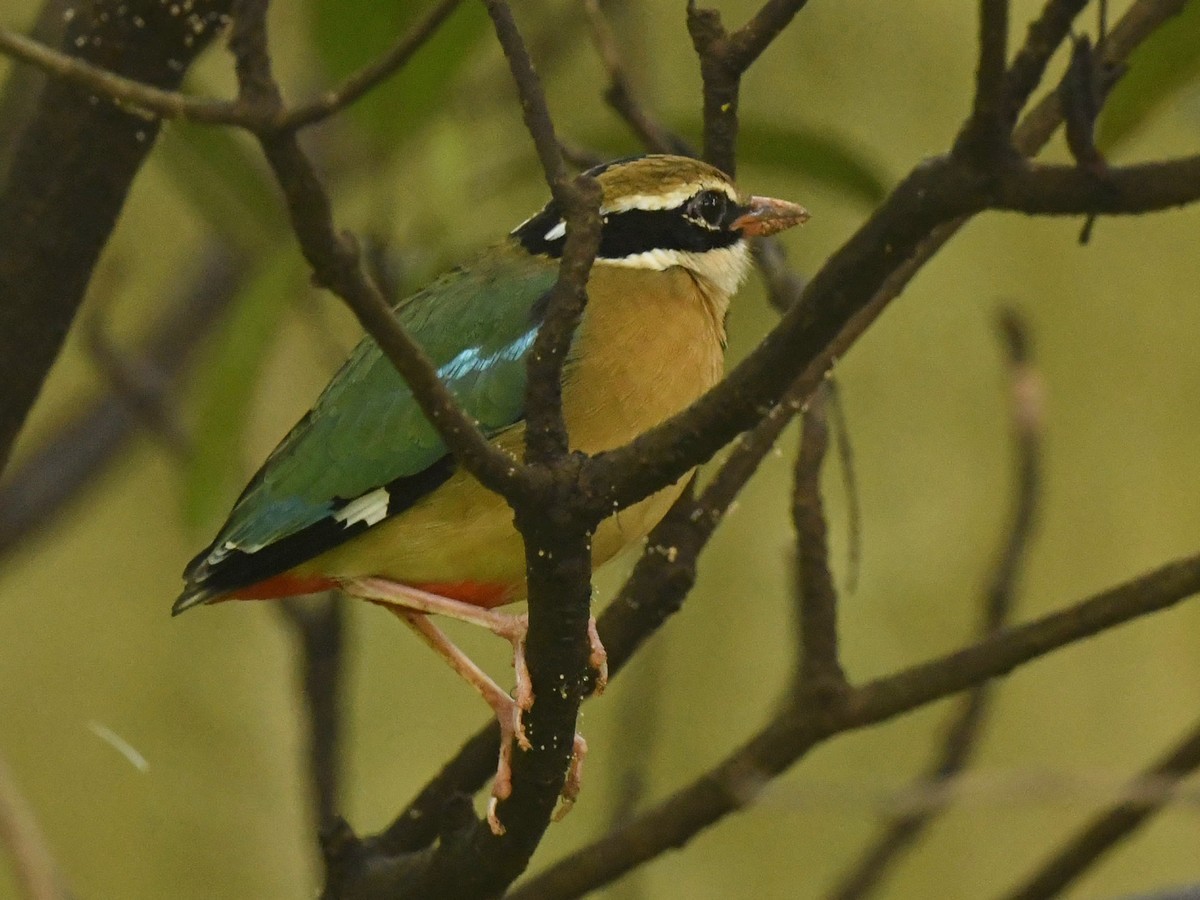 Indian Pitta - Subhadra Devi