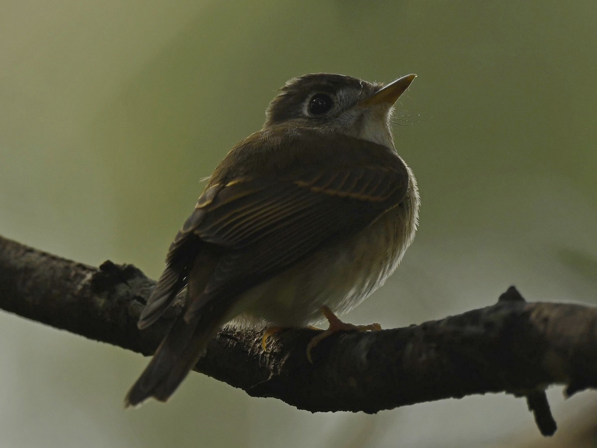Brown-breasted Flycatcher - Subhadra Devi