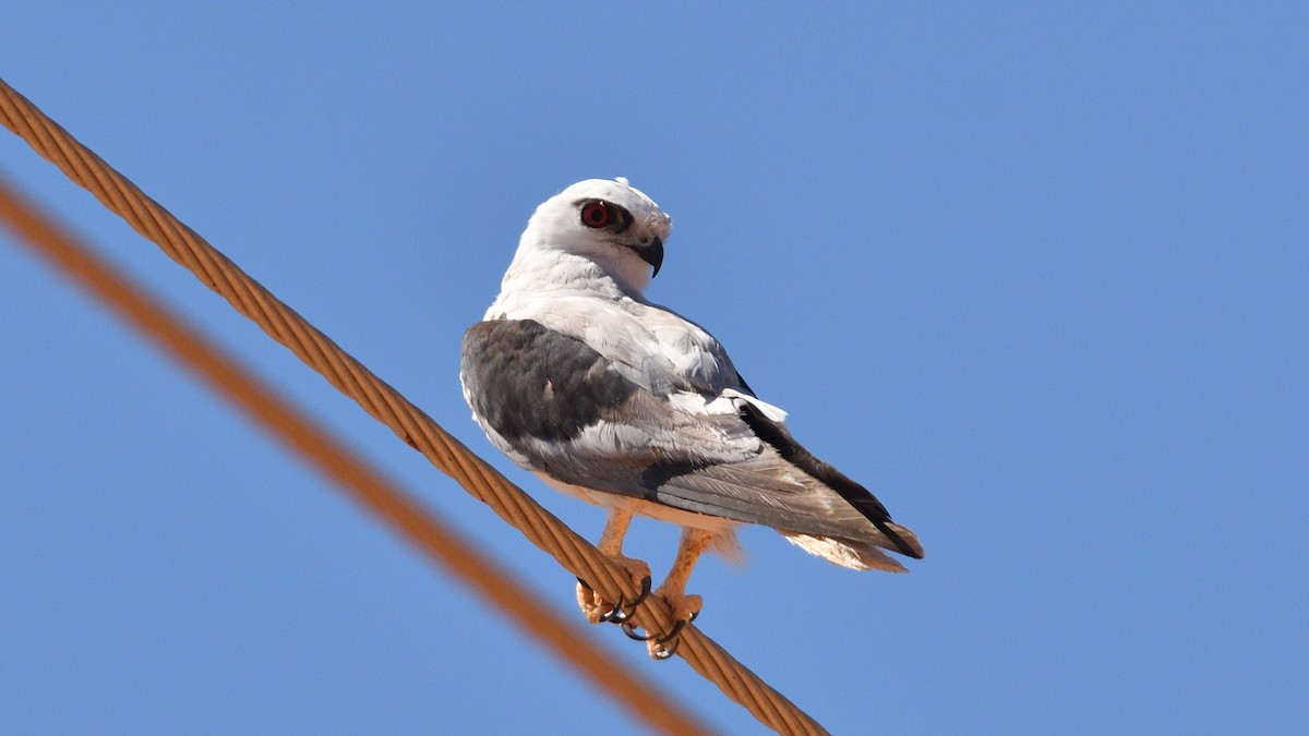 Black-shouldered Kite - ML511468491