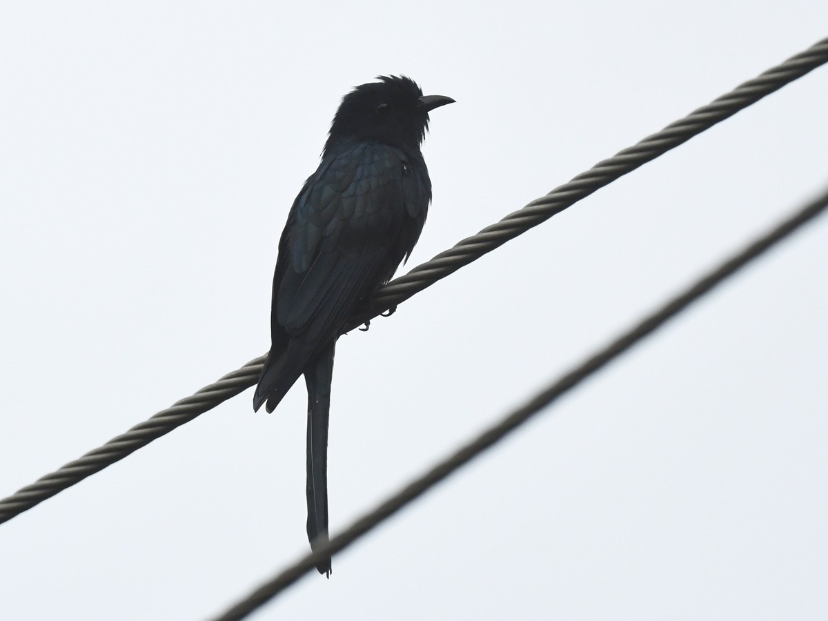 Fork-tailed Drongo-Cuckoo - Subhadra Devi