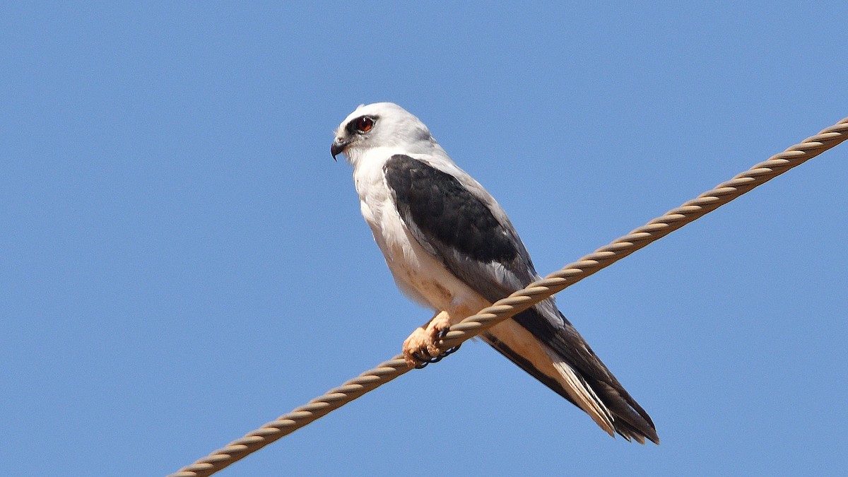 Black-shouldered Kite - ML511469241