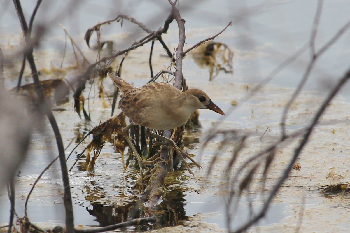 White-browed Crake - ML51147201