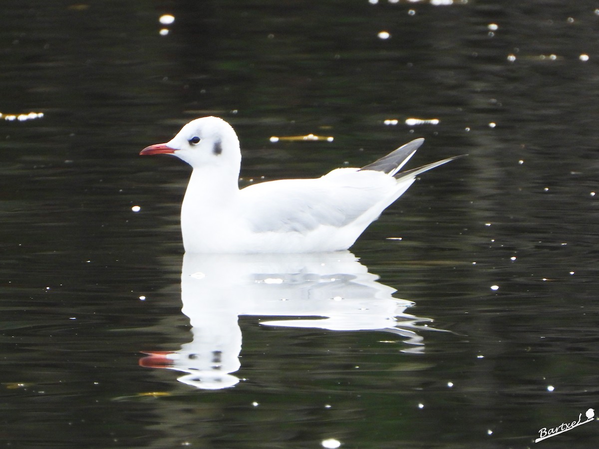 Mouette rieuse - ML511474241