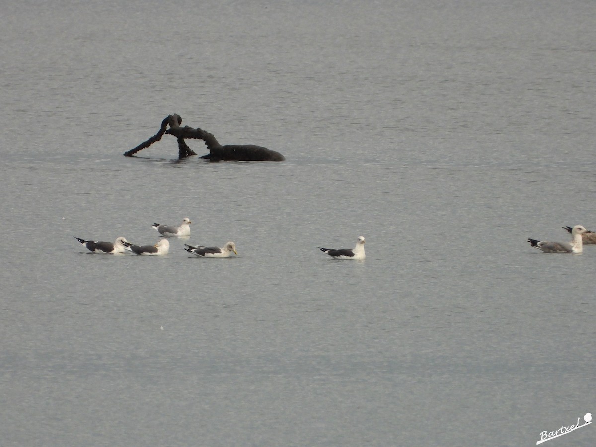 Lesser Black-backed Gull - J. Alfonso Diéguez Millán 👀