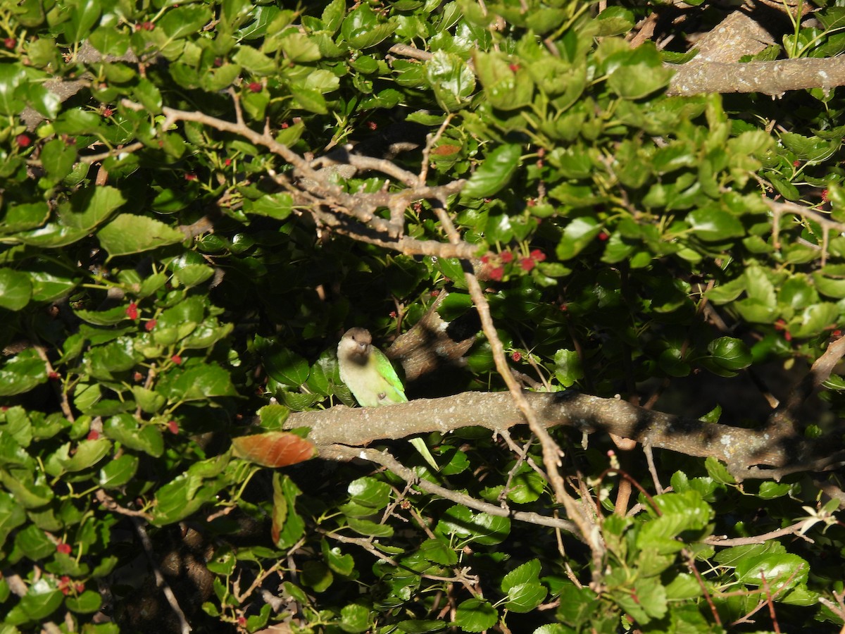 Gray-hooded Parakeet - ML511475061