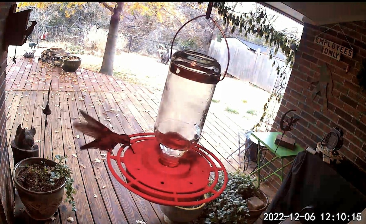 kolibřík širokozobý - ML511475451