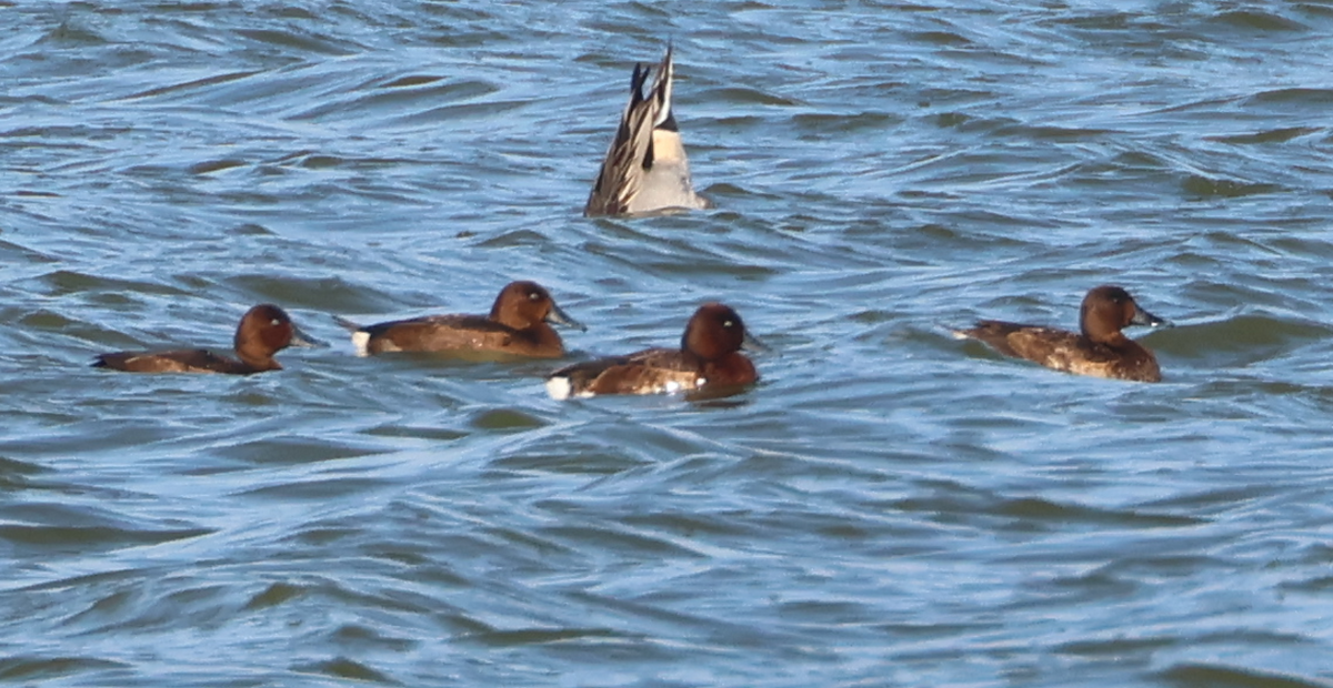 Moretta tabaccata - ML511476191