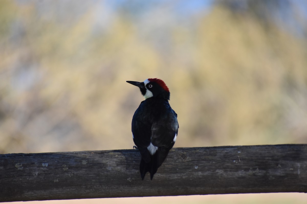 Acorn Woodpecker - Anonymous