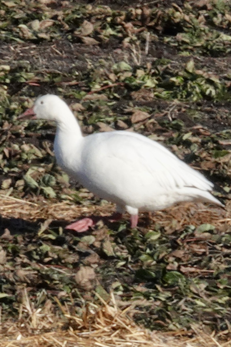 Snow Goose - ML511476541