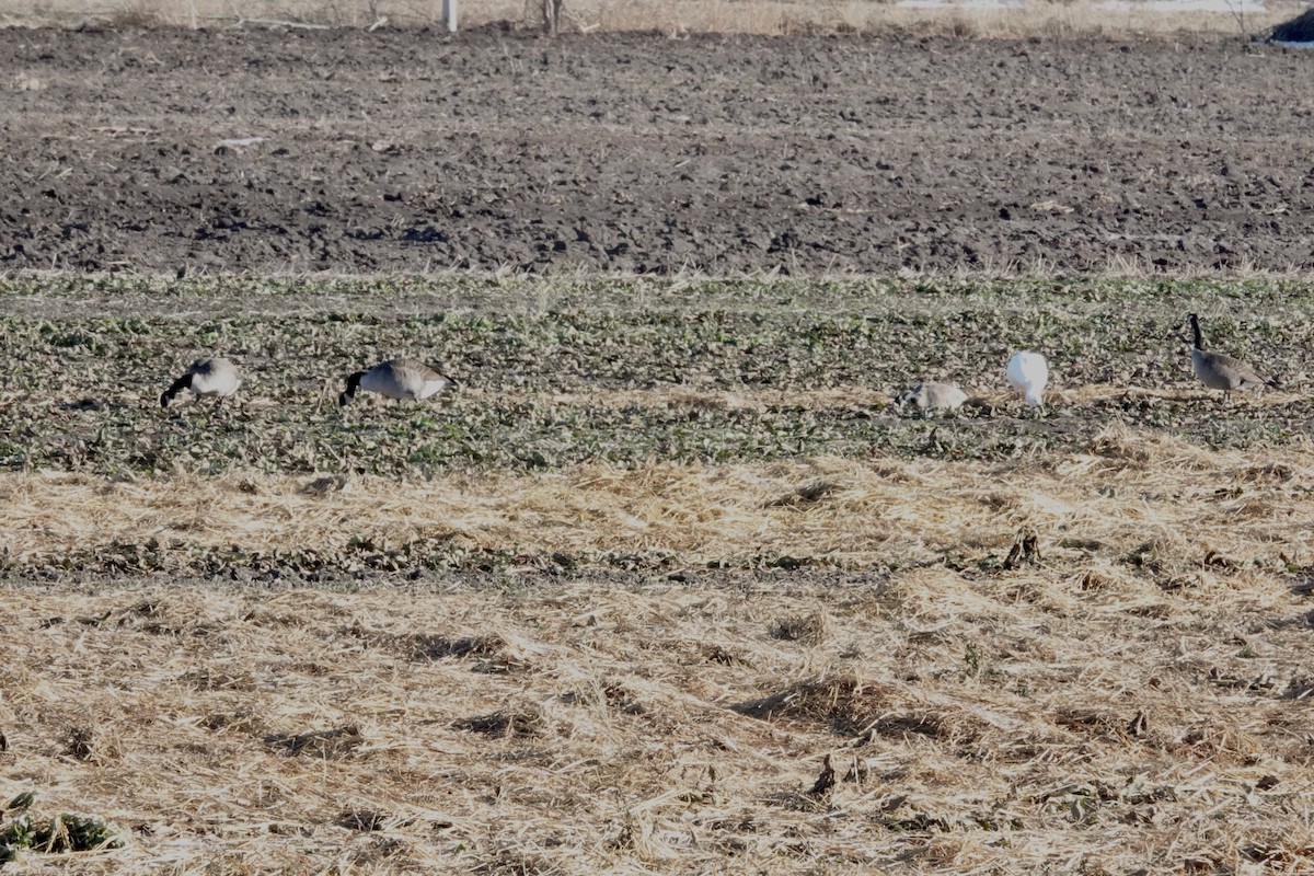 Canada Goose - ML511476571