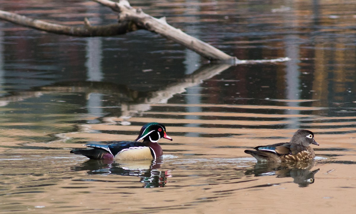 Wood Duck - ML51147721