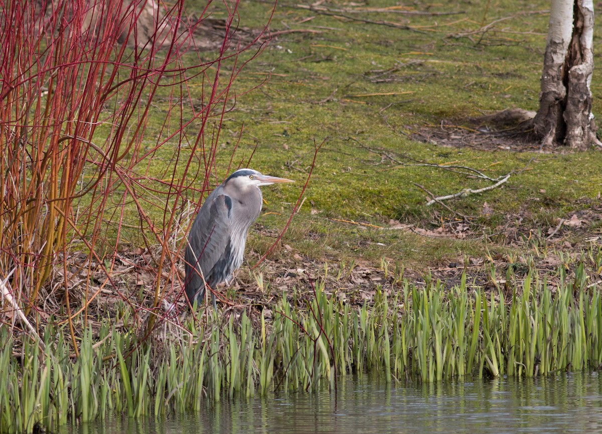 Garza Azulada - ML51147741