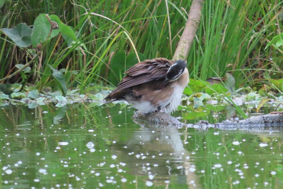 Sungrebe - ML511477671