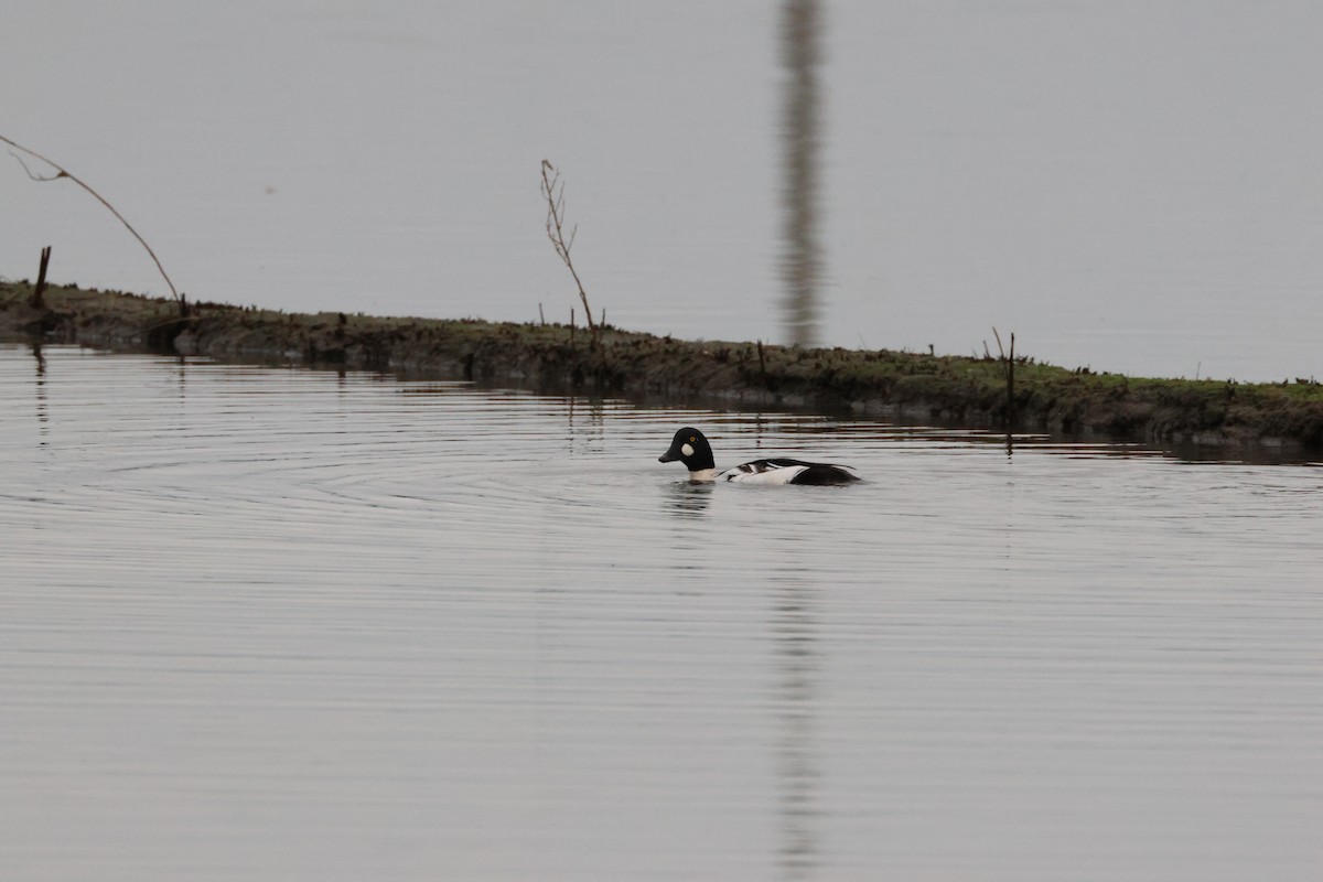 Common Goldeneye - ML511477711