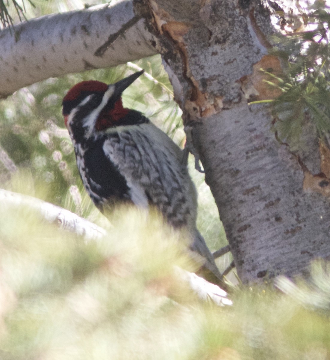 Red-naped Sapsucker - ML51147801