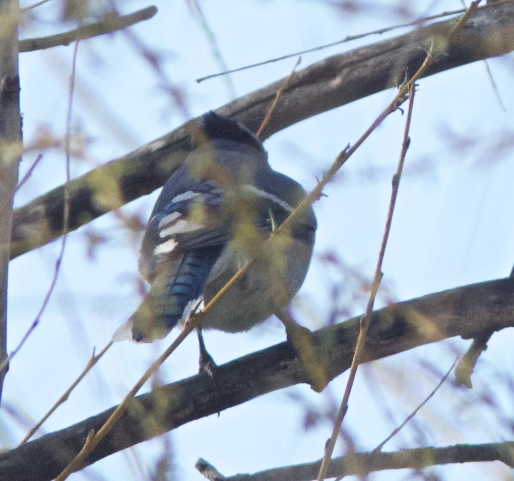 Blue Jay - ML51147811