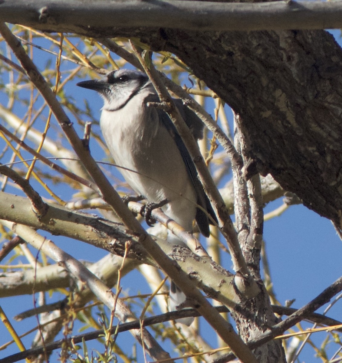 Blue Jay - ML51147821