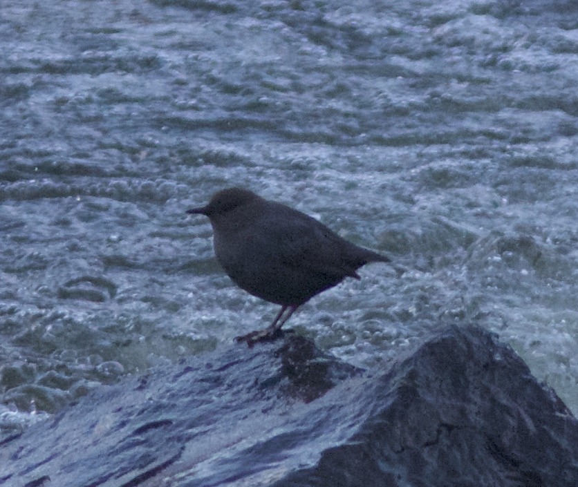 American Dipper - ML51147831