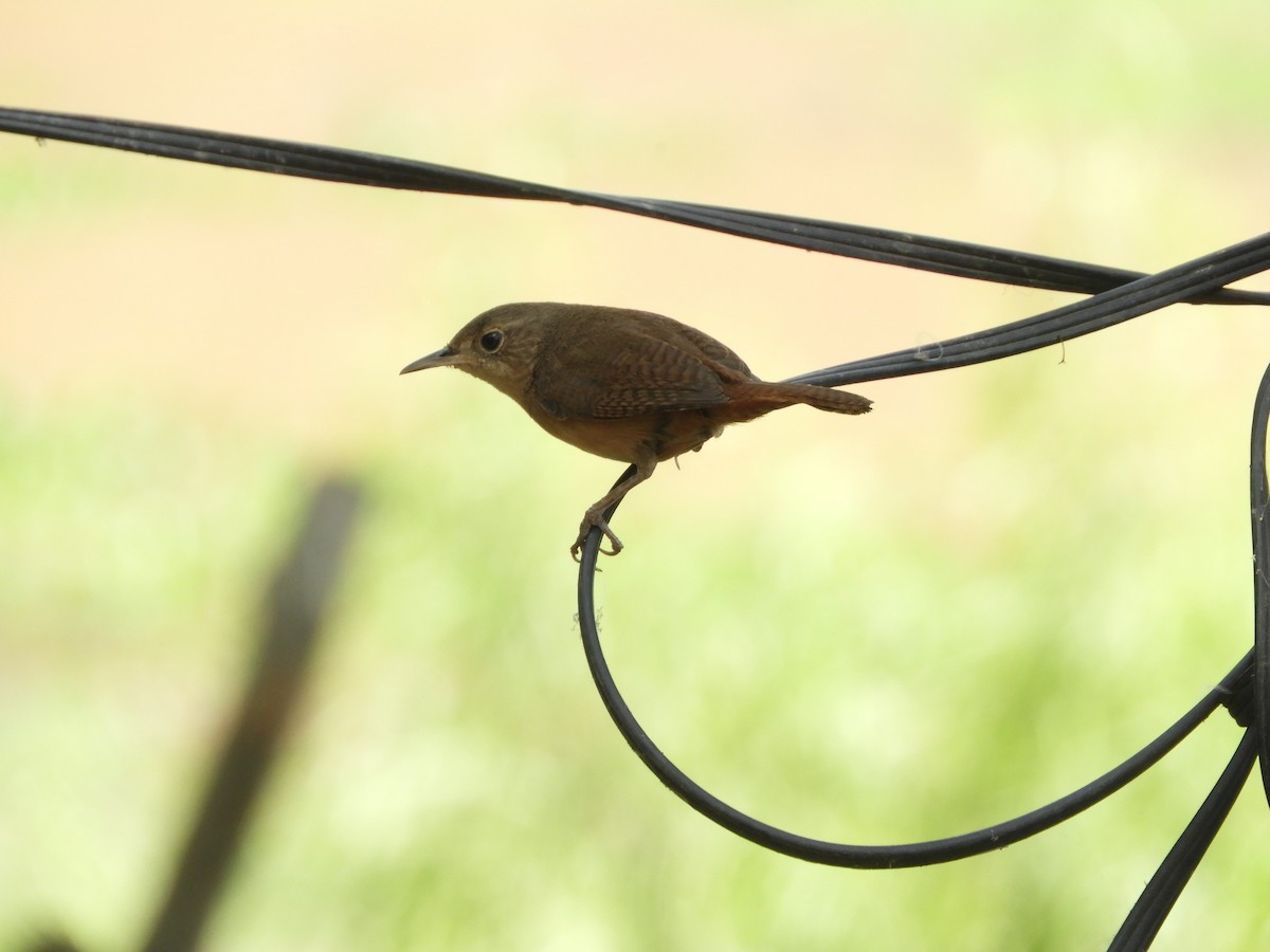 House Wren - ML511479301