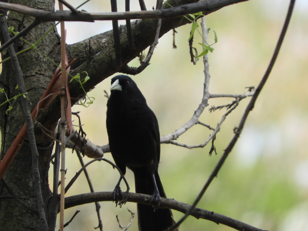 Solitary Black Cacique - ML511479631