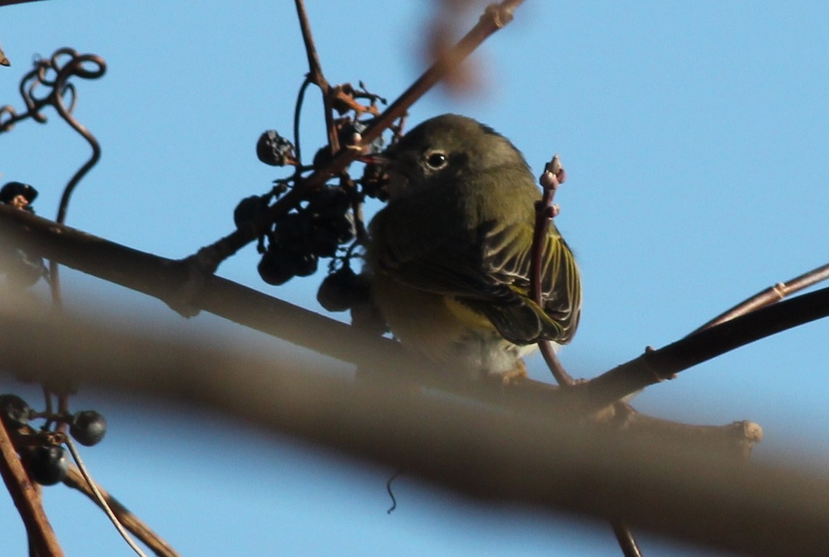 Orange-crowned Warbler - Margaret Viens