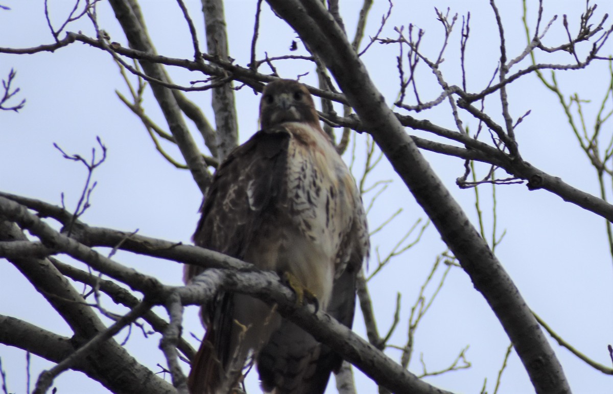 Red-tailed Hawk - ML511480651