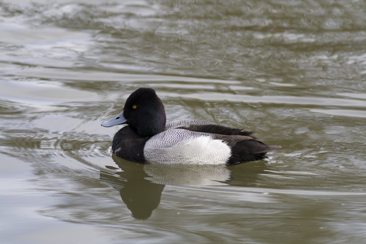 Lesser Scaup - ML51148181