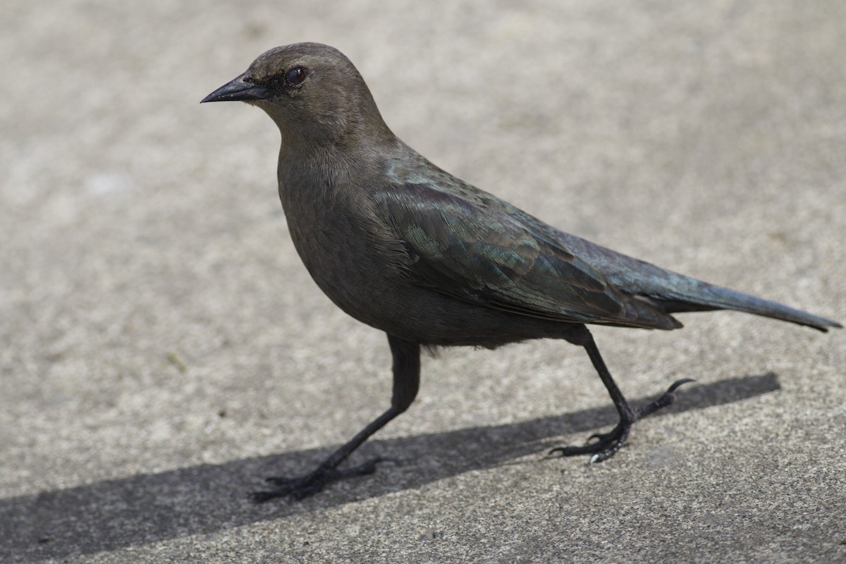 Brewer's Blackbird - ML51148211