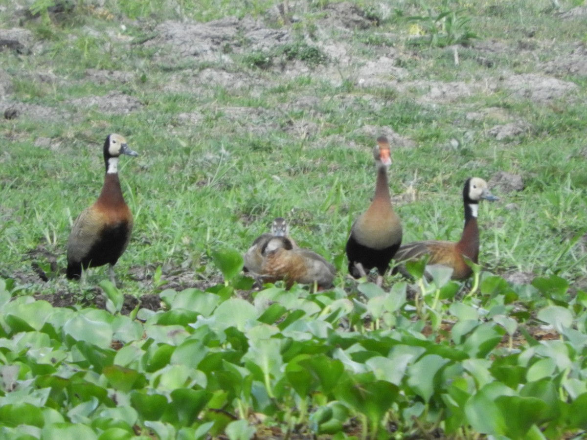 Black-bellied Whistling-Duck - ML511482581