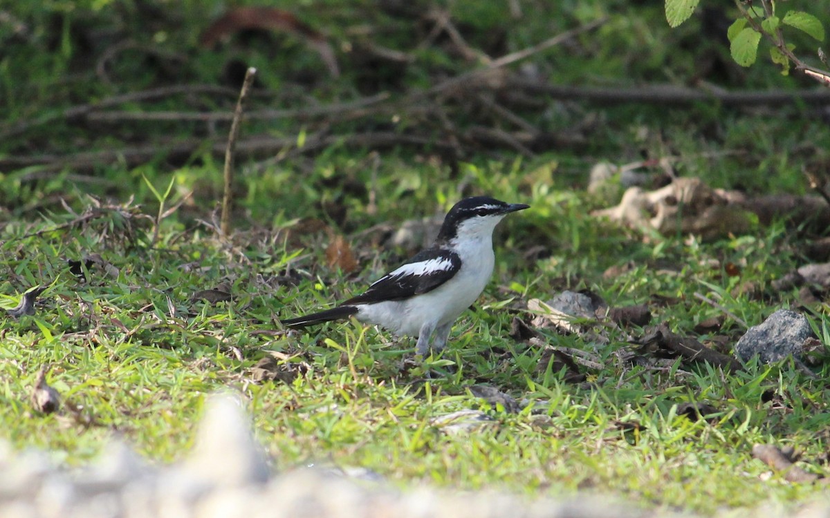 White-shouldered Triller - ML51148291