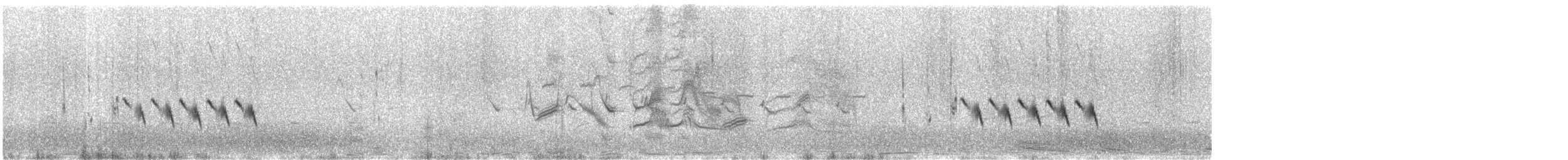 Troglodyte de Latham (hornensis/falklandicus) - ML511482961