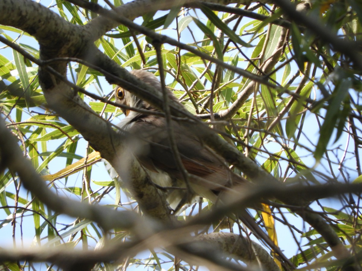 Yellow-billed Cuckoo - ML511483011