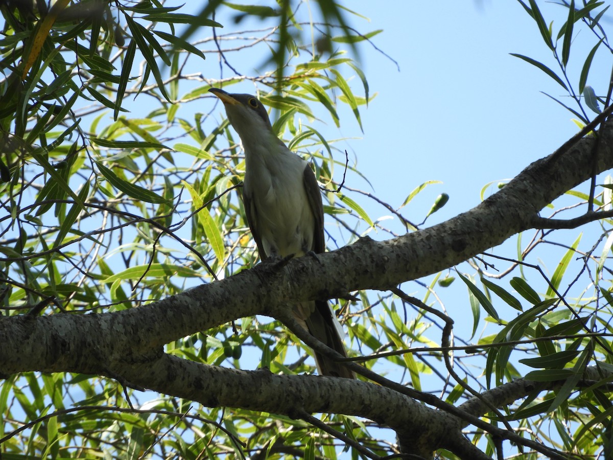 Yellow-billed Cuckoo - ML511483031