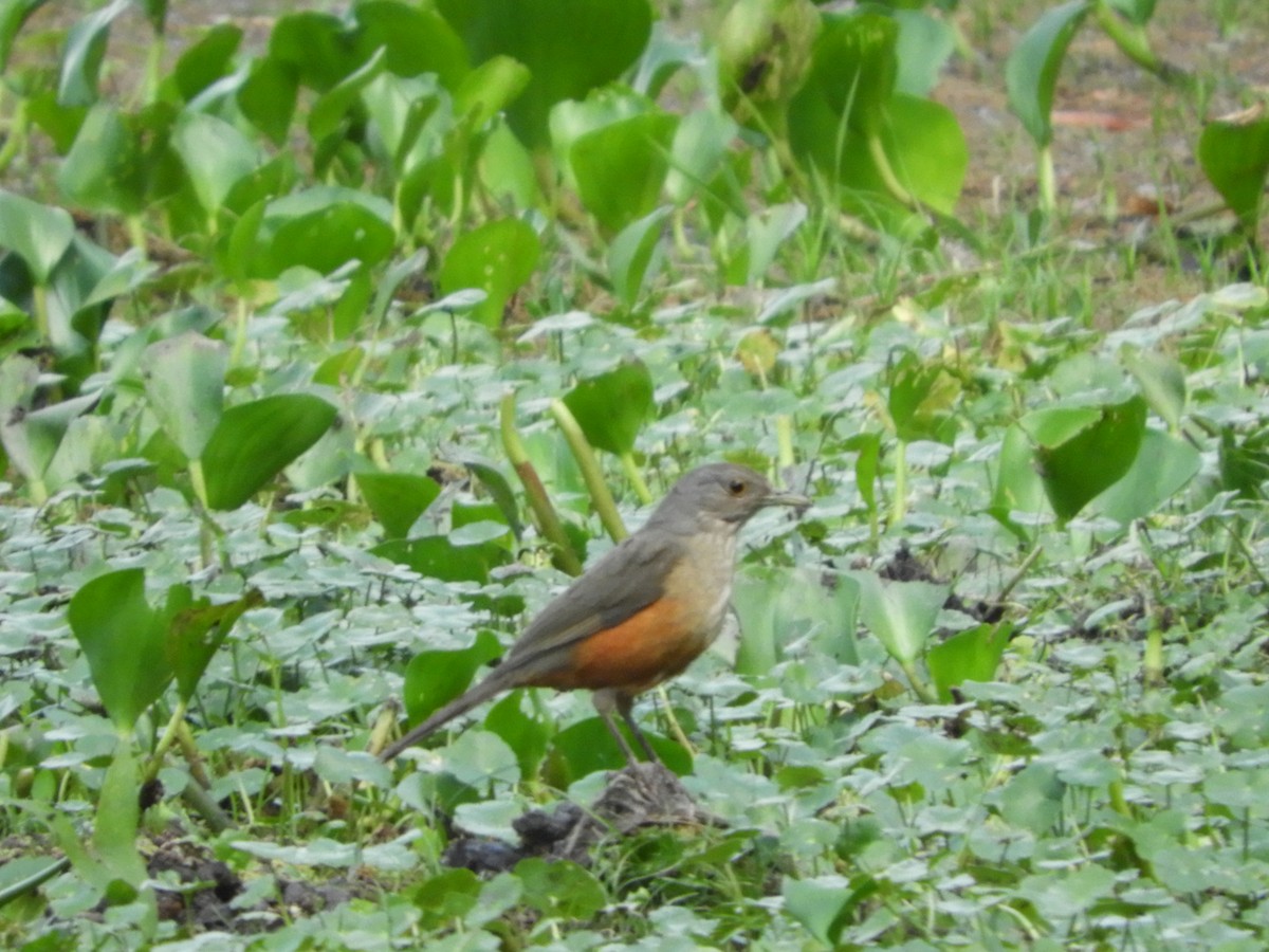 Rufous-bellied Thrush - ML511483431