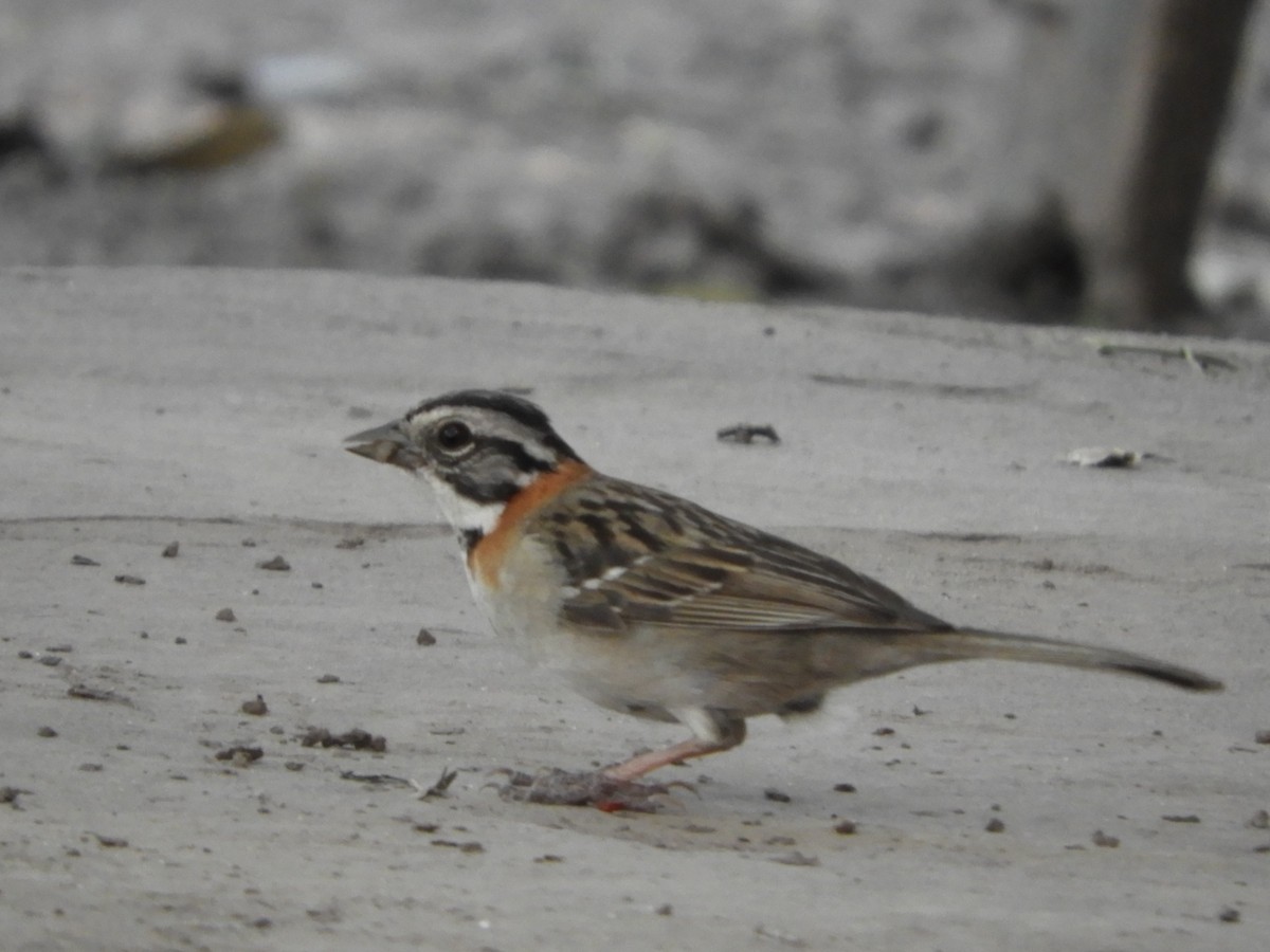 Rufous-collared Sparrow - ML511483631