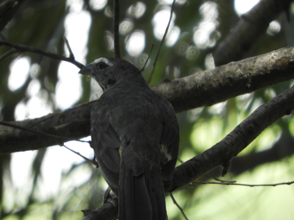 Bluish-gray Saltator - Silvia Enggist