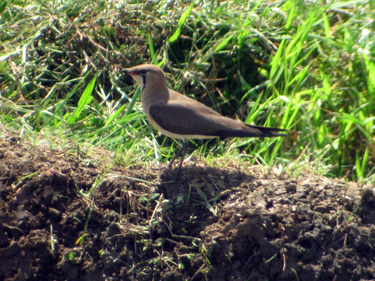 Oriental Pratincole - ML511484421