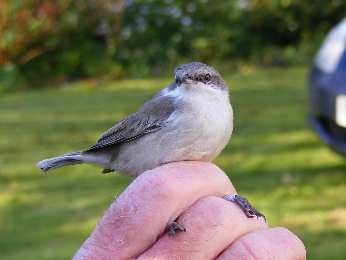 Curruca Zarcerilla - ML511484541