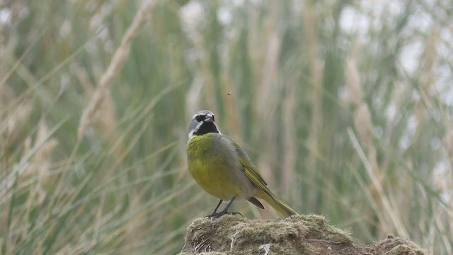 White-bridled Finch (Falkland) - ML511485131