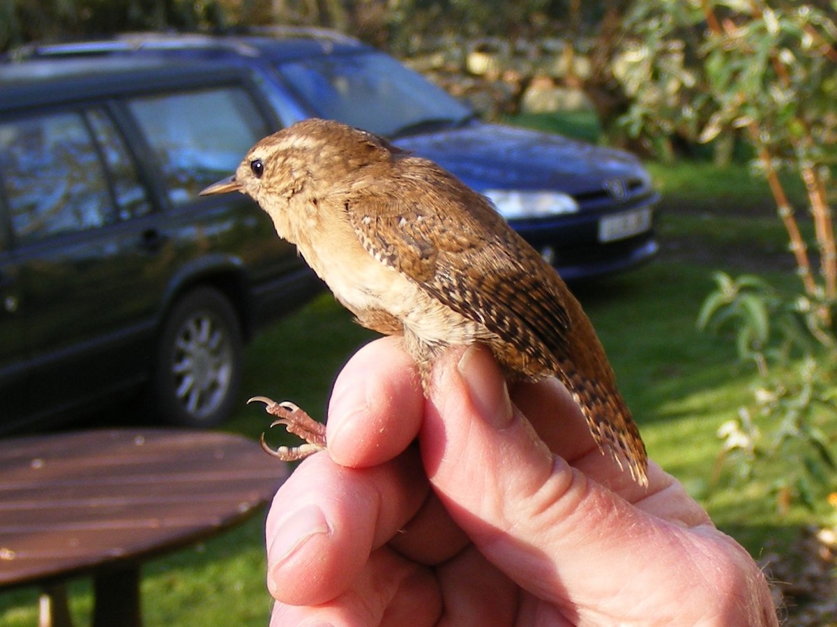 Eurasian Wren - ML511485491