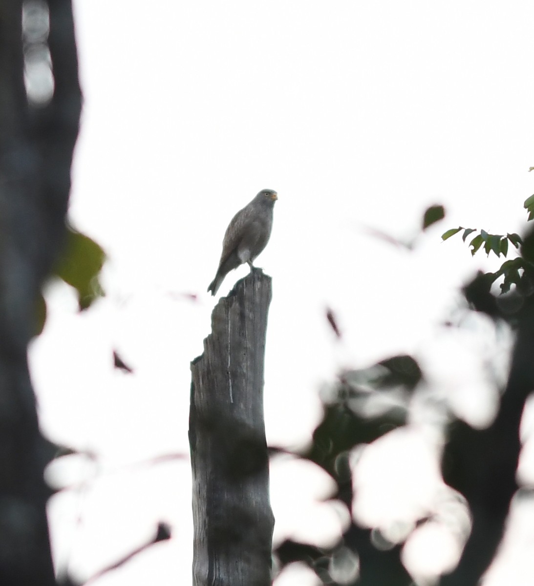 Rufous-winged Buzzard - ML511486301